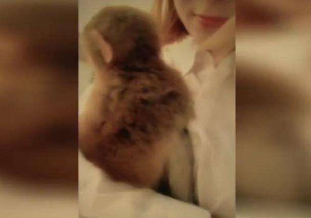 网红猴子牵着狗